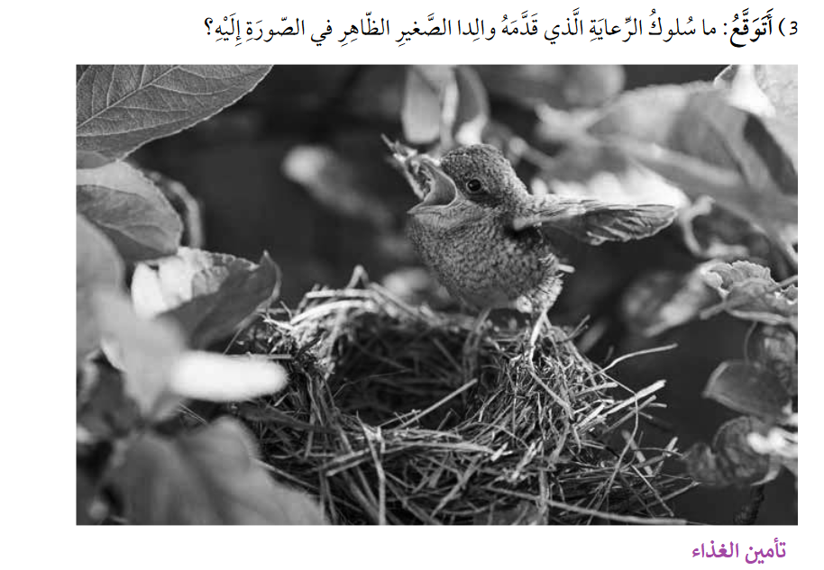 سلوك الرعاية تأمين الغذاء سلوك الرعاية تأمين الغذاء